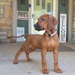 Girl 1 - Rd whtn blk nose female Rhodesian Ridgeback puppy in Kansas City, Missouri from Stoneridge Ridgebacks