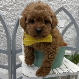 Girl 1 - Red female Cockapoo puppy in West Plains, Missouri from The Royal Kennel