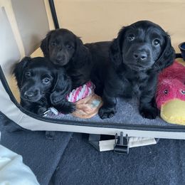 Dachshund Puppies from Doxie Gang