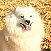 Mika - Japanese Spitz