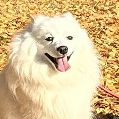 Mika - Japanese Spitz