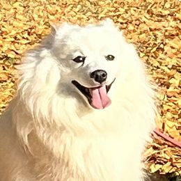 Mika - Japanese Spitz