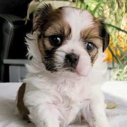 Buttercream - Gold and white female Shorkie puppy in Idaho from Little Rascal Ranch