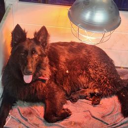 Ember - Black female German Shepherd puppy in Dallas, Pennsylvania from Mountainside German Shepherds