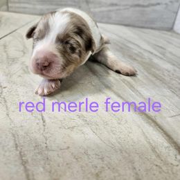 Ella f4 - Red merle female Australian Shepherd puppy in Arbela, Missouri from County Line Aussies