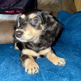 Bambam - READY NOW. - Black and cream male Dachshund puppy in Roanoke, Alabama from 3B Doxies