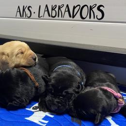 Labrador Retriever Puppies from AKS’s Water Bound Retrievers