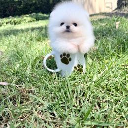 Snowcone - White male Pomeranian puppy in Las Vegas, Nevada from Ice City Pomeranians