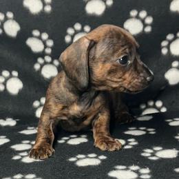 Charlie (Pink collar) - Brindle female Dachshund puppy in Saint Albans, Maine from Australian Cattle Cuties and littles