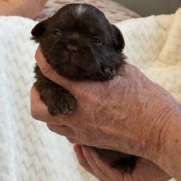 Chevy - Chocolate male Shih Tzu puppy in Tallahassee, Florida from Bows and Bow Ties