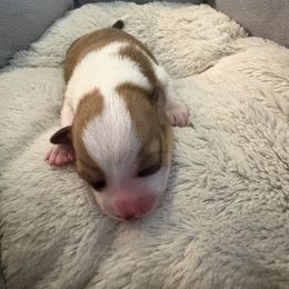 Orange collar - Red male Pembroke Welsh Corgi puppy in Mountain View, Hawaii from Celtic Corgis
