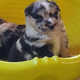 Bingo - Blue merle female Australian Shepherd puppy in Sonoita, Arizona from Gardner Canyon Kennels