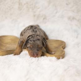 Pocahontas - Blue merle female Bernedoodle puppy in Seffner, Florida from Gold Diamond Pup