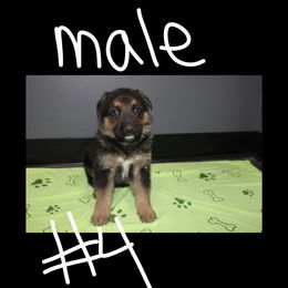 Male 4 - Bi-color German Shepherd puppy in Snellman, Minnesota from Catensrd