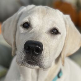 Labrador Retrievers from Royal Ridge Labs