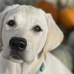 Labrador Retrievers from Royal Ridge Labs
