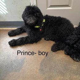Prince - Black male Goldendoodle puppy in Water Valley, Mississippi from Olympian Doodles