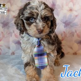 Goldendoodle and Shihpoo Puppies from Bellady's Shihpoos