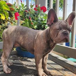 Gino - Blue fawn male French Bulldog puppy in Cincinnati, Ohio from Sun City Kennels