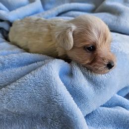 Donald - Wheaten male Miniature Schnauzer puppy in Crosby, Texas from Raisin' the Woof Schnauzers