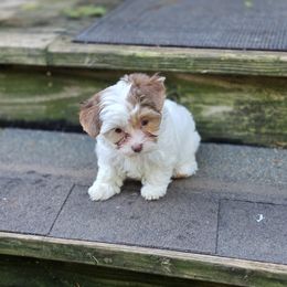 Girl 1 - Parti female Yorkshire Terrier puppy in Colton, Oregon from Yorkies & More R US