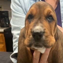Basset Hounds and Beagles from Mayberry Acres Beagles and Basset Hounds