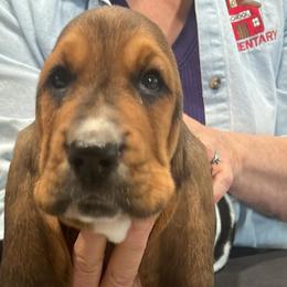 Basset Hounds and Beagles from Mayberry Acres Beagles and Basset Hounds