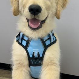 Golden Retriever Puppies from Glimmer Goldens