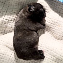 French Bulldog Puppies from The Midwest Frenchies