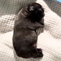 French Bulldog Puppies from The Midwest Frenchies