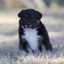 Hunter - Black tri male Miniature American Shepherd puppy in Stephenville, Texas from Diamond H Aussies