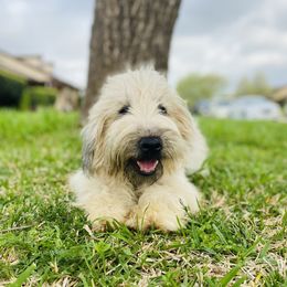 Molly - Soft Coated Wheaten Terrier