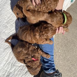 Goldendoodle Puppies from Teddy Doods