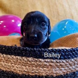 Bailey - Black female Dachshund puppy in Huntington, Arkansas from Rockstar.Weiners