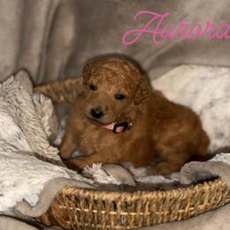 Aurora - Red  female Poodle puppy in Brooksville, Florida from Ariella Standard Poodles & Chinese Cresteds