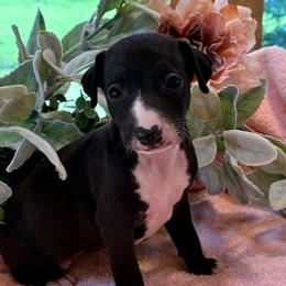 Girl 1 - Black female Italian Greyhound puppy in North Carolina from Celtic Sighthounds
