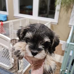 Brown Collar - Salt and pepper male Miniature Schnauzer puppy in Blountville, Tennessee from Maxwell House Schnauzers