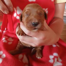 Red - Dark golden female Golden Retriever puppy in Lanesboro, Minnesota from Eagle Ridge Golden Retrievers