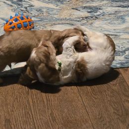 Dachshund Puppies from Mobile Mini Dachshunds