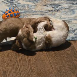 Dachshund Puppies from Mobile Mini Dachshunds