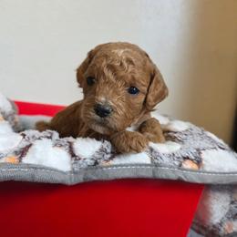 Rose - Red female Cavapoo puppy in Blackfoot, Idaho from Draper Mountain Doodles