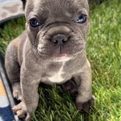 Purple collar - Blue female French Bulldog puppy in Livingston, Texas from Drake Home Frenchies