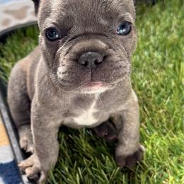 Purple collar - Blue female French Bulldog puppy in Livingston, Texas from Drake Home Frenchies