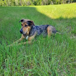 Mya - Catahoula Leopard Dog