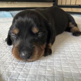 Girl 3 - Black and tan female Dachshund puppy in Tonopah, Arizona from Brandie's Dachshunds