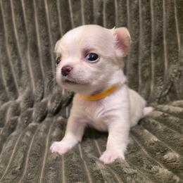 Cannoli - Cream and white male Chihuahua puppy in Jacksonville, Florida from Precious Paws of Florida - Chihuahuas