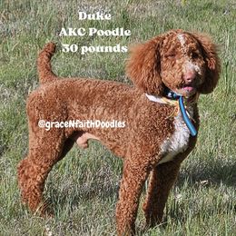 Duke - Red  male Goldendoodle puppy in Peytno, Colorado from Grace N Faith Doodles