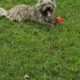 Cairn Terrier Puppies from Ferguson's Cairn Terriers