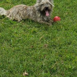 Cairn Terrier Puppies from Ferguson's Cairn Terriers
