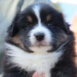 Fern - Black tri-color female Australian Shepherd puppy in Colorado from Firestone Australian Shepherds